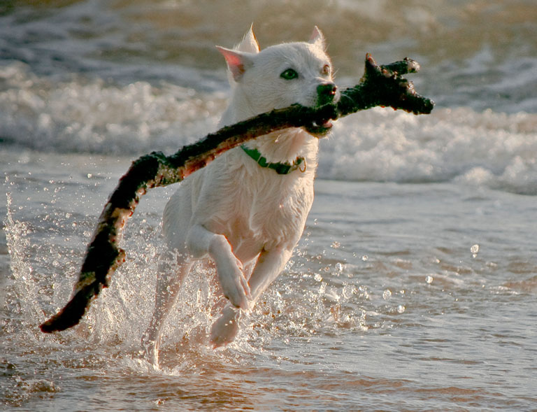 Carry a Big Stick